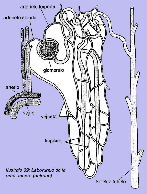 Laborunuo de la reno: renero (nefrono)